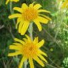 arnica montana